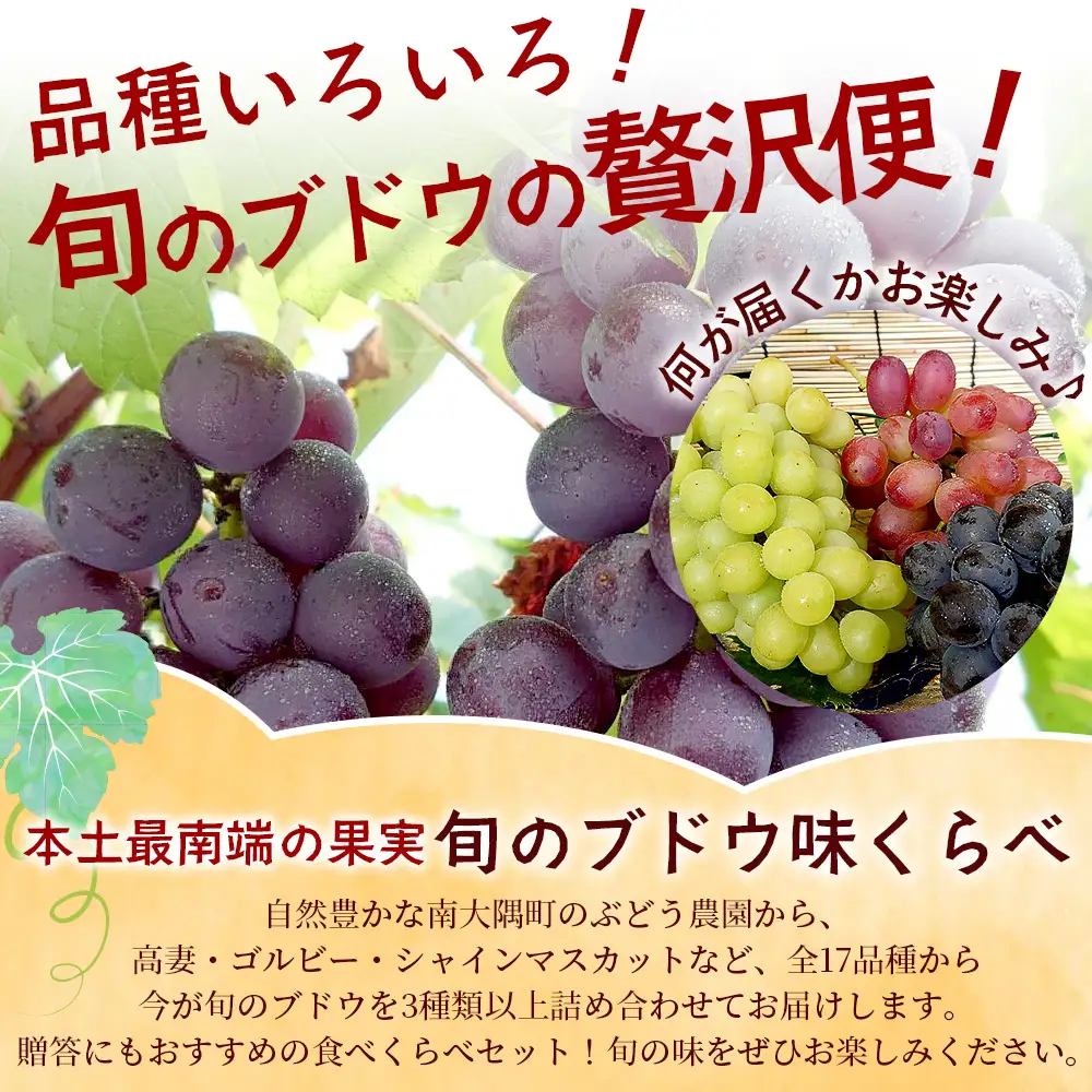 【先行予約・数量限定】2026年7月下旬発送 旬のブドウ味くらべ約2kg (5～6房) TE708｜期間限定 産地直送 旬 ブドウ 葡萄 ぶどう フルーツ 果物 くだもの 果実 食べ比べ 鹿児島県 南大隅町 有限会社ティエラ　