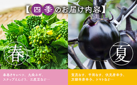 【3回定期便】旬の京野菜セット スペシャルコース 野菜