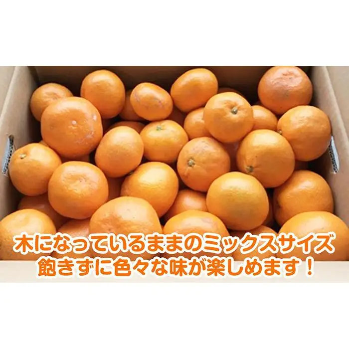 【2026年12月～2027年1月発送】濃厚完熟 木成り温州みかん 5kg ミックスサイズ 和歌山県産