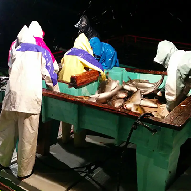 2141 【 全3回定期便 / 毎月お届け 】かのやカンパチ フィーレ半身（ お刺身10～15人前 ）800g KN001-T01 魚 カンパチ