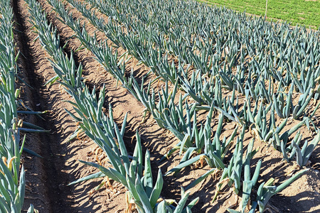 [数量限定]【訳あり】産地直送！加藤農園の下仁田ねぎ 4kg (細め) 11月下旬より順次発送 [0381]