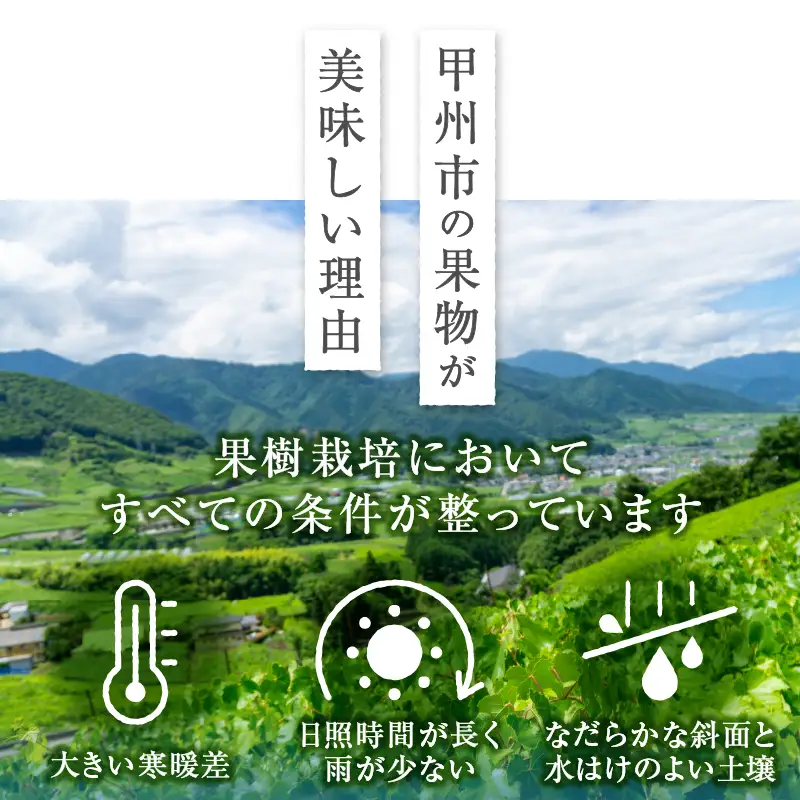 味自慢桃【訳あり品】を感謝込めて朝どれでお贈りします！約2kg（4～8玉）【2026年発送】（LMS）A07-415 桃 フルーツ