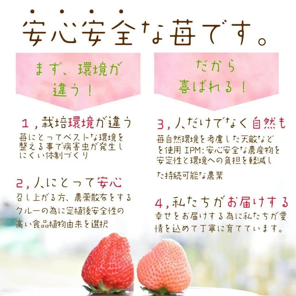 【先行予約】越後姫 いちご シングル約380g 越後姫 苺の花ことば