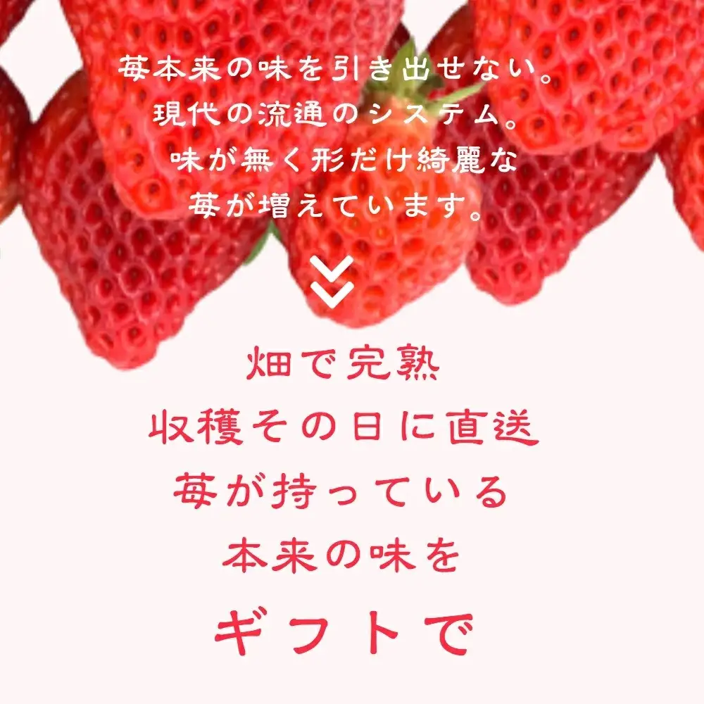 【先行予約】越後姫桃薫 いちご ダブル約760g 越後姫 食べ比べ