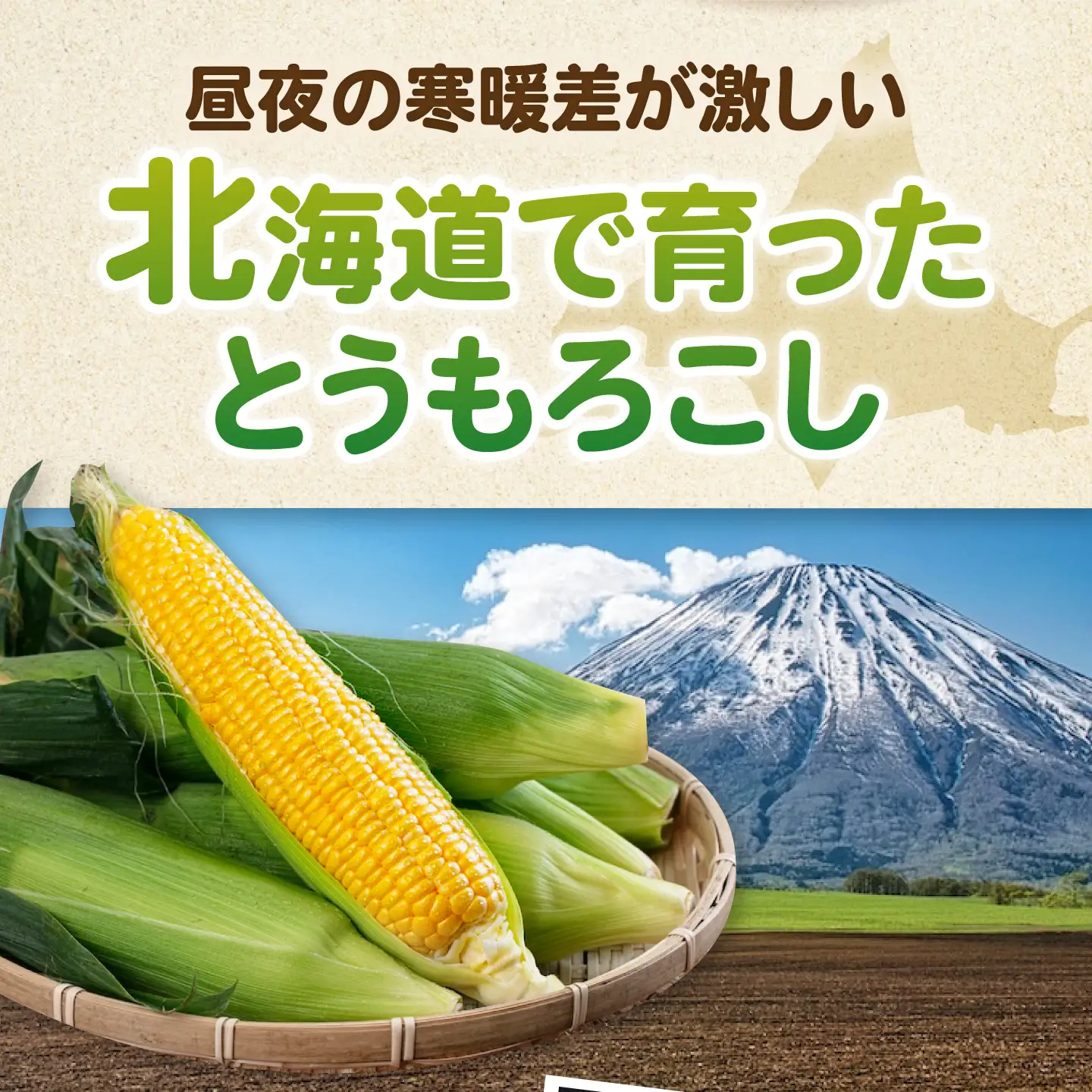 【先行予約】とうもろこし 味来 13本 [AJAK006] とうもろこし