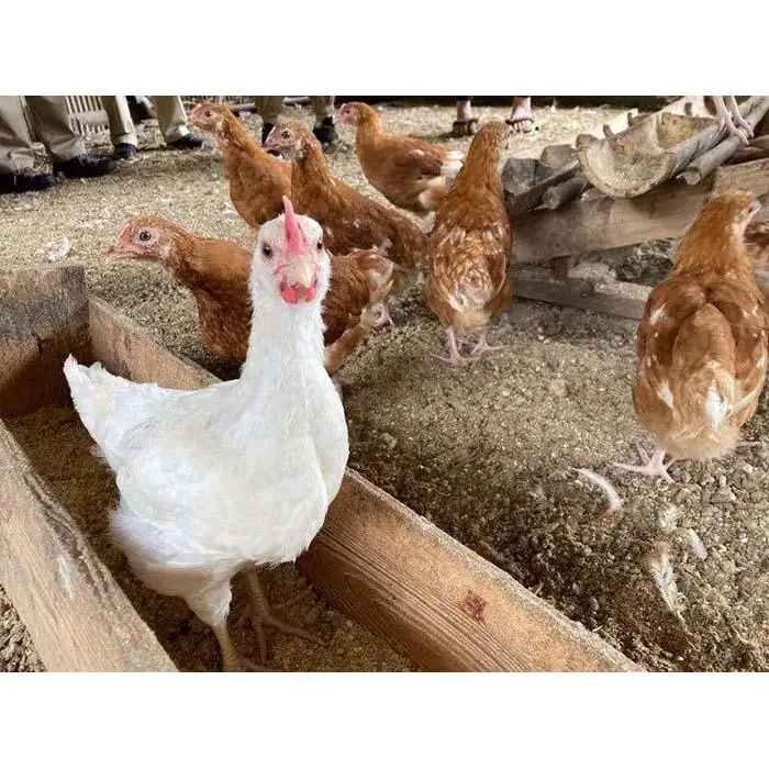 食の生産現場を巡り、地域の食をいただく 体験レストランチケット 2名様分