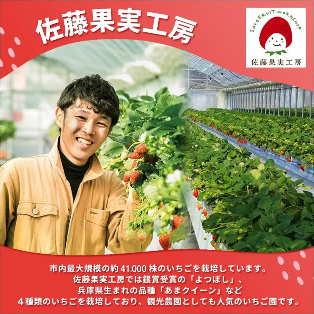 《2027年産先行予約》「西脇市産 佐藤果実工房のよつぼし」（約270g×３パック 約810g）【佐藤果実工房 全国いちご選手権銀賞受賞農園 TVで紹介!】令和９年３月中旬配送分（09-39）