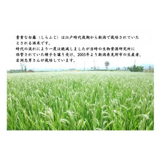 見附市生産 幻の米「白藤」で醸した 純米大吟醸 白藤郷 720ml 日本酒 一升瓶 家呑み
