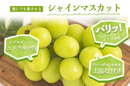 厳選 シャインマスカット 約3kg
