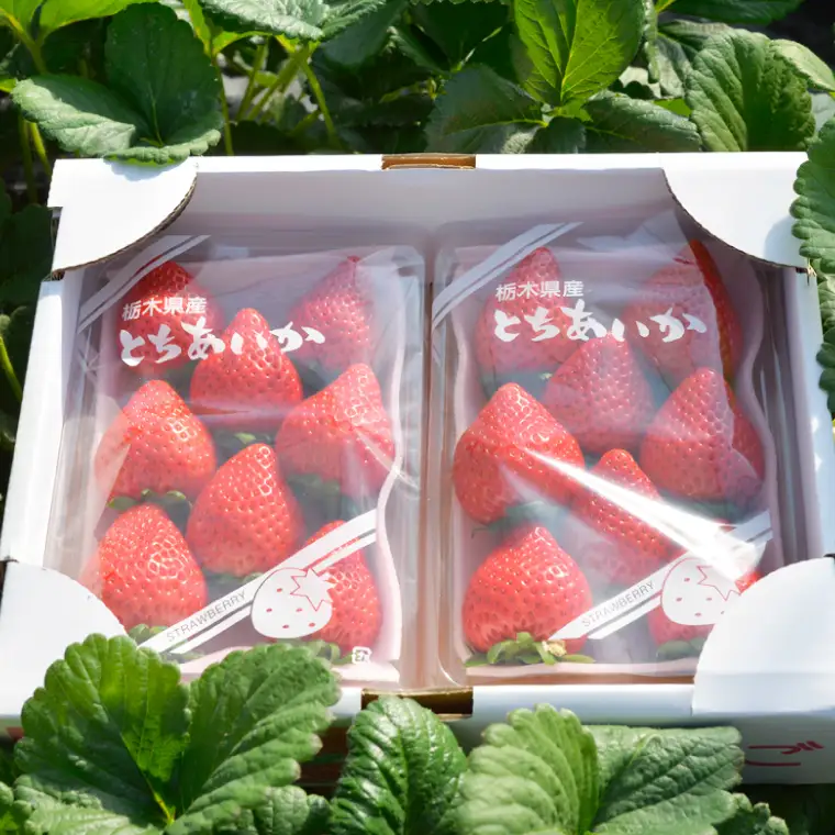数量限定 とちあいか 600g【栃木県共通返礼品/真岡市産】DM001