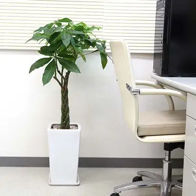 【観葉植物】パキラ 7号 ホワイトスクエア陶器鉢 ストレート 高さ:約85cm～1m内外(鉢底より)【観葉植物 インテリア 部屋 おしゃれ 福岡県 筑前町 送料無料 AG007】