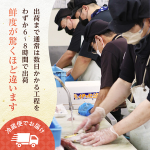 超新鮮・オリーブブリフィレ約2.6～3.0kg 魚がうまいだし醤油付き （10月下旬～12月中旬頃発送） ぶり 鰤 おかず おつまみ 肴 ご当地 食品 名産 四国 【沖縄配送不可】 F5J-1192