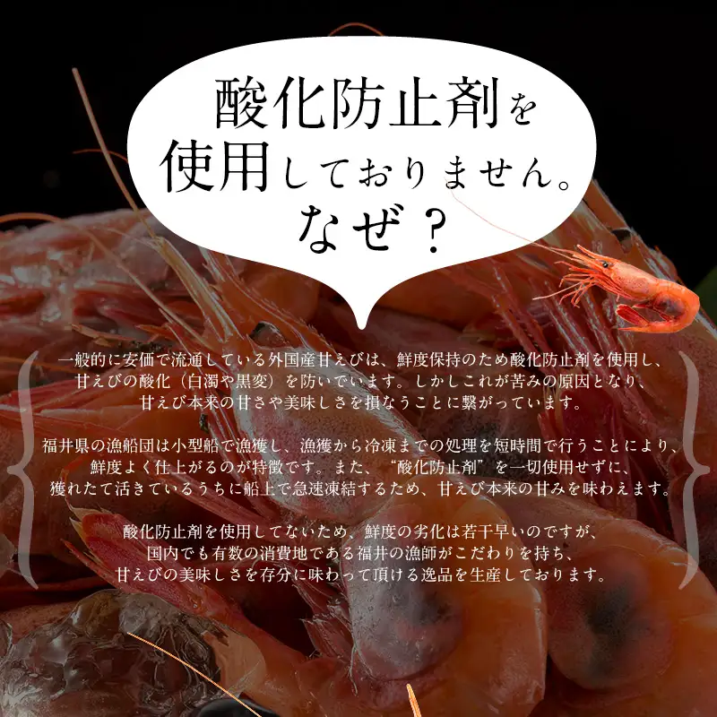 福井県敦賀産甘えび・子持ちE大サイズ約500g(約30尾) [053-a028]