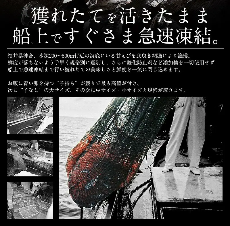 福井県敦賀産 甘えび・子持ち中サイズ約500g(約40尾)　[053-a026]