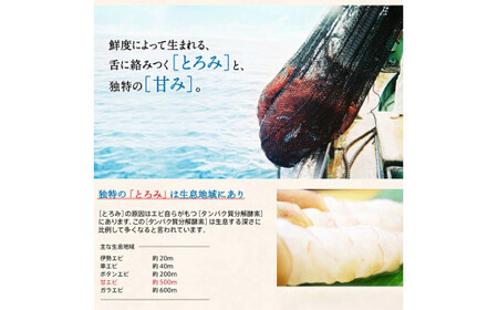 越前 甘えび 小サイズ 500g (約50匹前後) [001-a019(20)] 