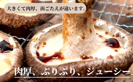 【定期便】11月以降に初回発送【期間限定 】生しいたけ 肉厚500g （約9~12個)×3ヶ月お届け 計1.5kg  ジャンボ手のひらサイズ  焼山しいたけ園 農園直送 新鮮 椎茸 シイタケ お取り寄せ グルメ 国産 糸魚川 新潟県