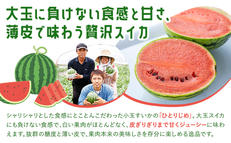 【先行予約】小玉スイカ 2玉【養生市場】 ひとりじめ 果物 フルーツ スイカ 西瓜 九州産 熊本県産 送料無料