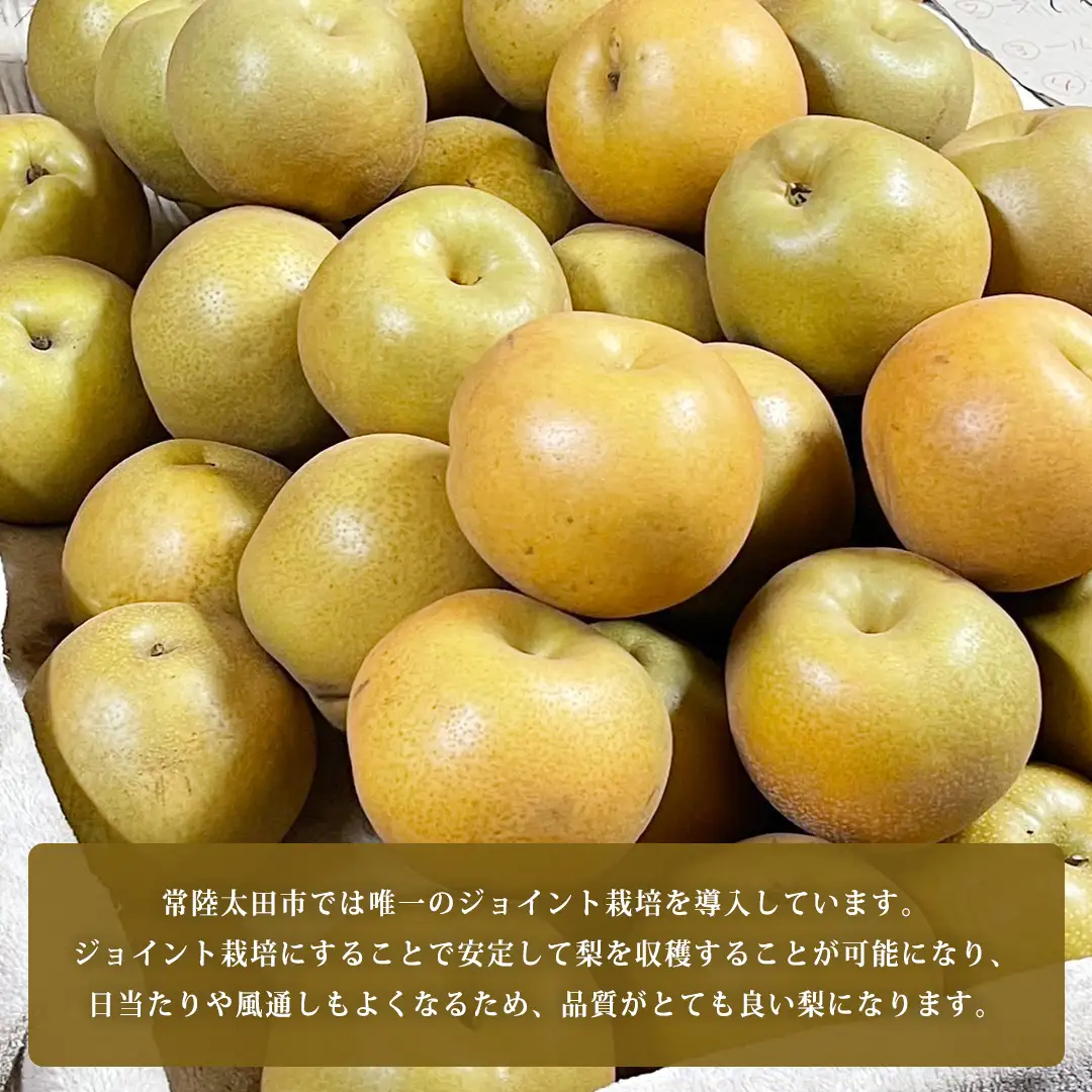【2026年9月上旬発送開始】 茨城県 オリジナル 幻の 高級梨 『 恵水 』 約 3kg 5玉 ～ 7玉 【茨城県共通返礼品／常陸太田市】 桧山果樹園 農家直送 桧山果樹園 農家直送 フルーツ  甘い 直送 茨城 限定 ギフト 梨 恵水 けいすい 果物 [DU007sa]