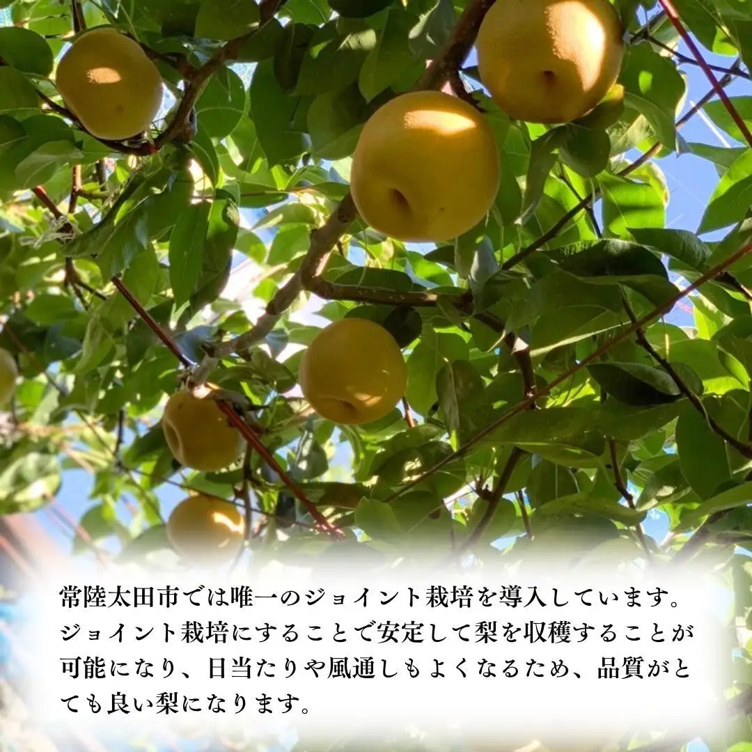 【2026年9月中旬発送開始】 茨城県産 梨 「 秋月 」 約 3kg 5玉 ～ 7玉 【茨城県共通返礼品／常陸太田市】 桧山果樹園 農家直送 桧山果樹園 農家直送 フルーツ  甘い 直送 茨城 限定 ギフト 梨 秋月 あきづき 果物 [DU009sa]