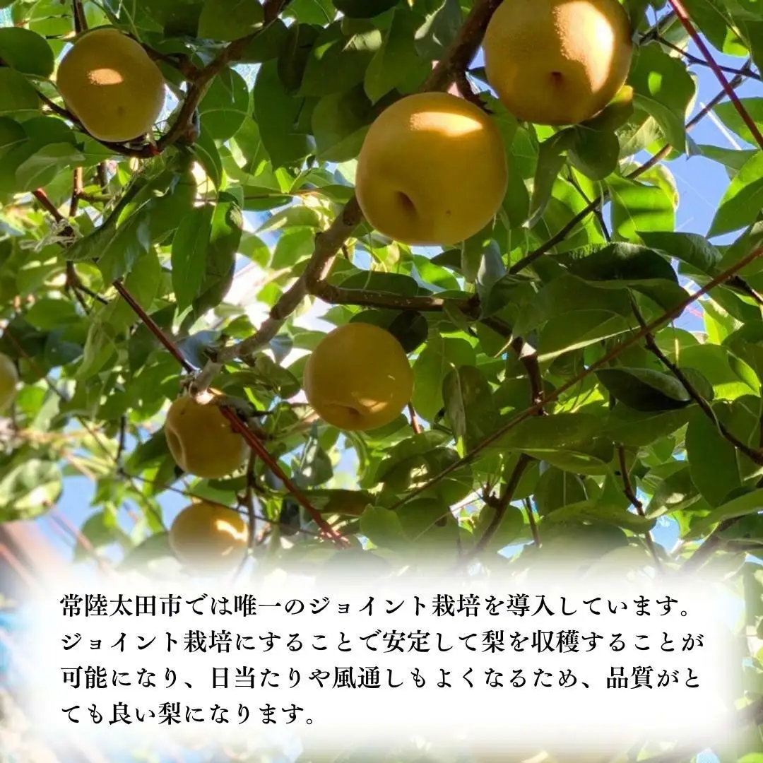 【2026年9月中旬発送開始】 茨城県産 梨 「 秋月 」 約 5kg 7玉 ～ 12玉 【茨城県共通返礼品／常陸太田市】 桧山果樹園 農家直送 桧山果樹園 農家直送 フルーツ  甘い 直送 茨城 限定 ギフト 梨 秋月 あきづき 果物 [DU010sa]