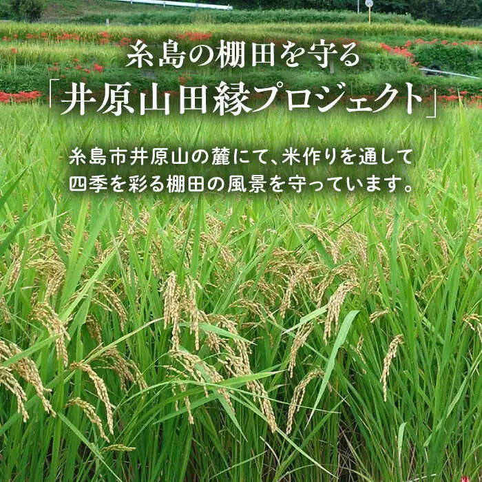 【先行受付中】 田縁米（でんえんまい）・天日（てんじつ）白米2kg 【2026年12月上旬順次発送】 糸島市 / NPO法人田縁プロジェクト [ATM001] 米 お米