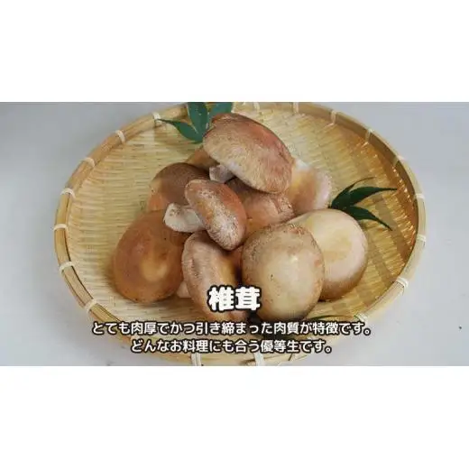 しいたけ 粉末 3袋 セット（各 35g ）（茨城県共通返礼品：城里町）