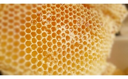 中山大吉商店の 熊本県産 はちみつ 600g | れんげ蜜 みかん蜜 さくら蜜 熊本 玉名
