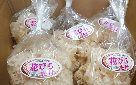 いにしえの輝き花びらたけ 500g（100g×5パック） F23R-613