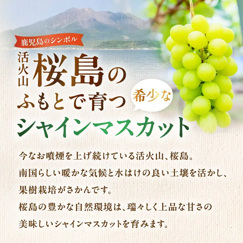【 2026年先行予約 】【 桜島産 】シャインマスカット 1房 K261-001_01