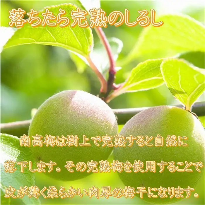  梅干し　はちみつ梅10kg　塩分約8％【農林水産大臣賞受賞】｜梅干し　