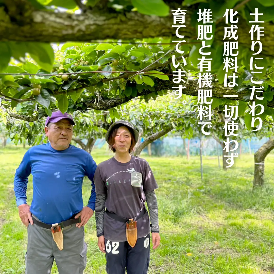 秋月 約 5kg 6玉～14玉 (茨城県共通返礼品 かすみがうら市) 産地直送 久保田果樹園 フルーツ 甘い 直送 茨城 限定 ギフト 梨 秋月 あきづき 果物 [DH004sa]