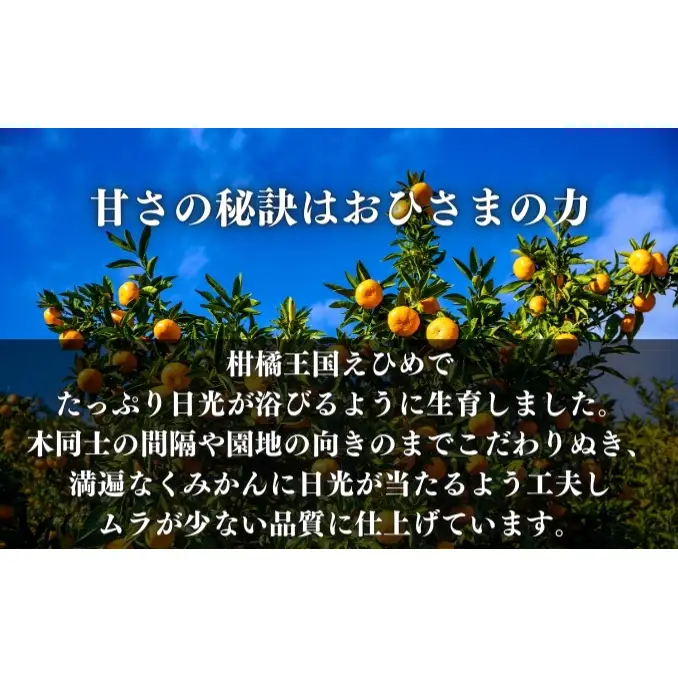 愛果28号 約2.5kg 東温市産 サイズお任せ 「 紅まどんな 」の同一品種（品種名： 愛媛果試28号 ） 今が旬 農園直送 みかん 人気 数量限定 先行予約 愛媛みかん かんきつ 愛媛県 フルーツ 果物 くだもの 甘い 