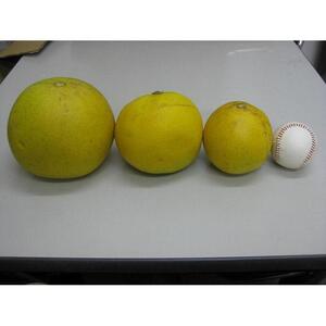 【訳あり】さぬきポメロ　約８ｋｇ（サイズ混合）