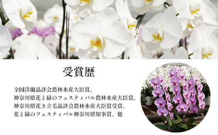 胡蝶蘭 コチョウラン 白 アヤセ洋蘭 花 胡蝶蘭【3本立ち】
