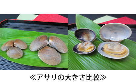 2027年4月から配送 北海道厚岸産 特大 あさり （砂出し済み） ムキほっき セット 魚介類 魚介 加工食品 アサリ 