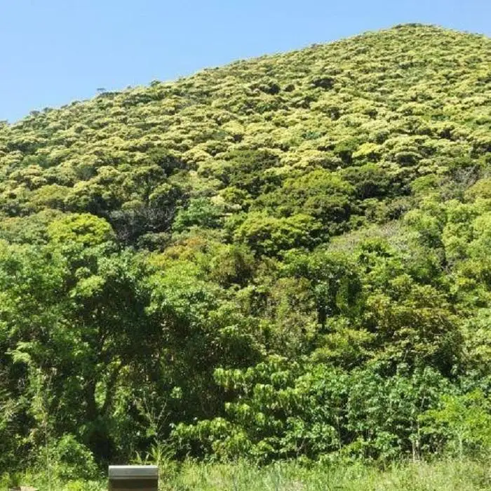 【奄美大島 きゅら島】百花蜂蜜 500g×1本|はちみつ ハチミツ