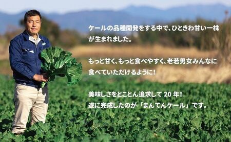 冷凍カットケール まんてんケール 野菜 冷凍カットケール【冷凍】