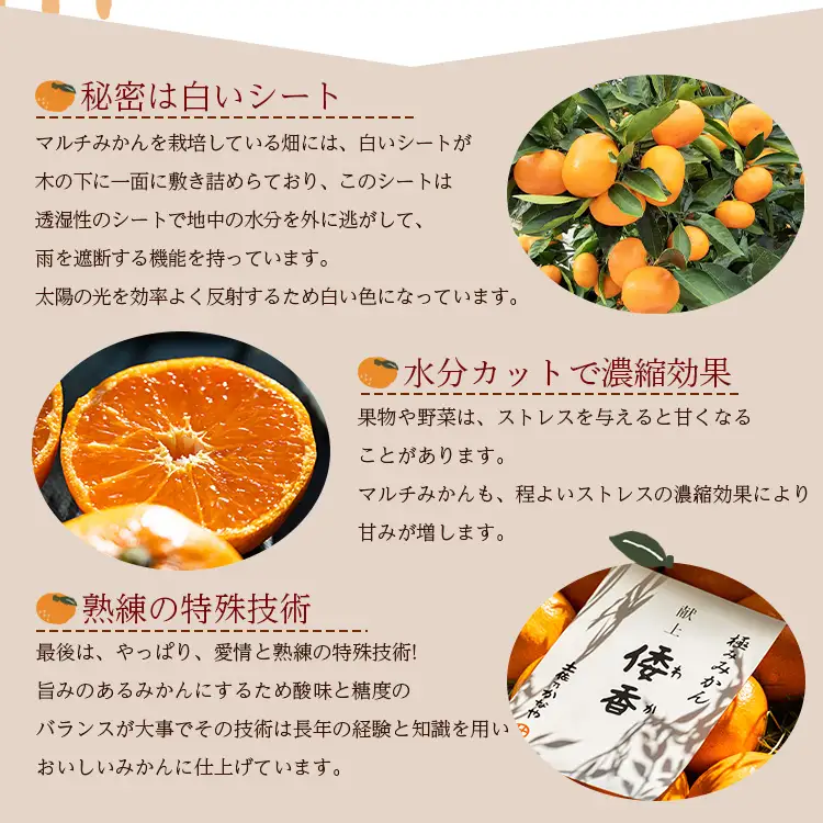 【2027年1月中旬より順次配送】献上みかん「倭香(わか)」2.8kg みかん be-0105