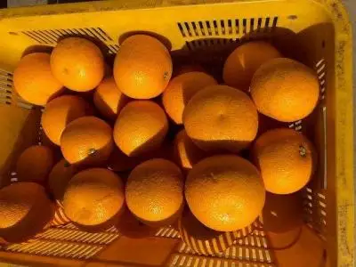 真心こめた木成り八朔約10kg【家庭用　2027年2月中旬頃より発送】【Ｍ～3Ｌサイズ混合】
