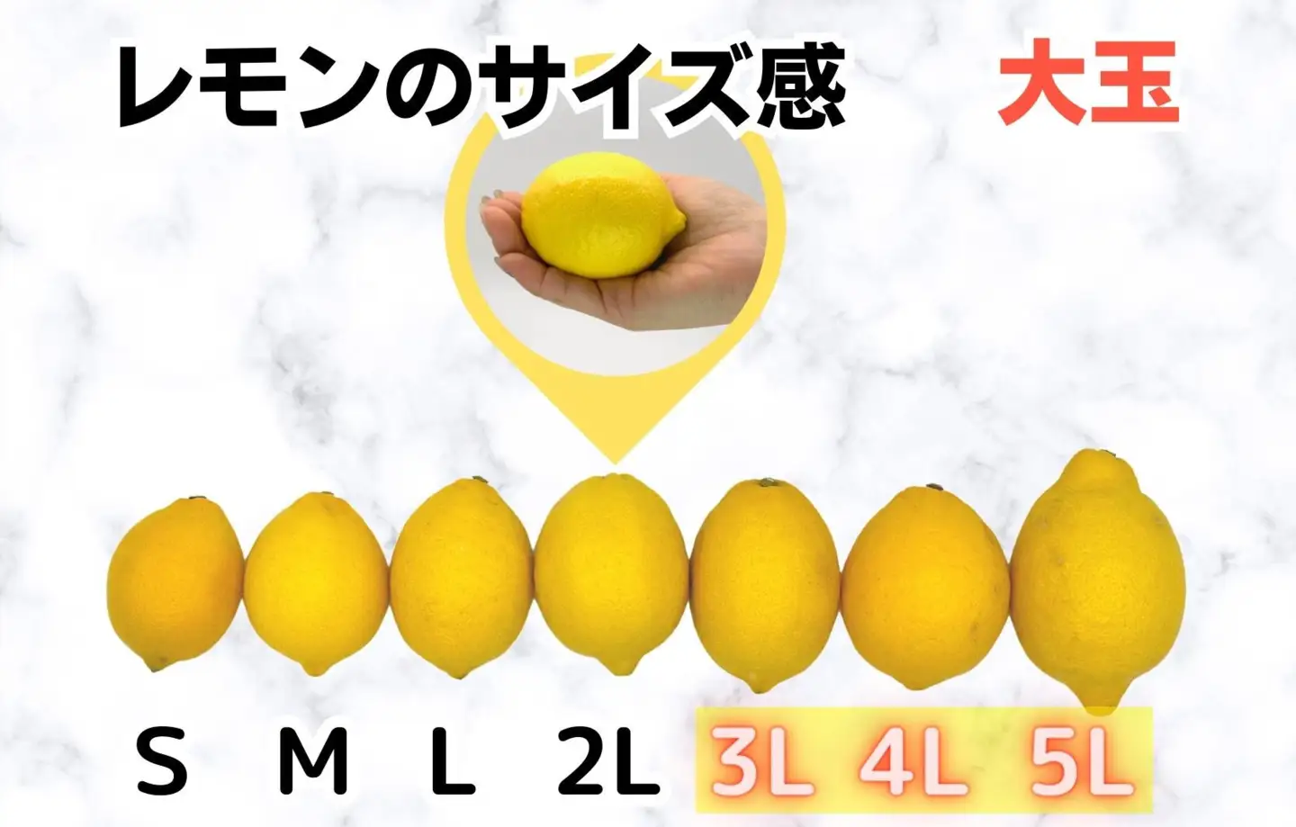 レモン 大玉 国産 箱込5kg(内容量約4.4kg) 秀品 3L 4L 5L サイズミックス 和歌山県有田産 【みかんの会】