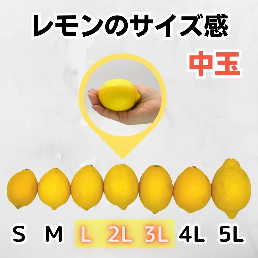 レモン 中玉 国産 箱込5kg(内容量約4.4kg) 秀品 L 2L 3L サイズミックス 和歌山県有田産 【みかんの会】