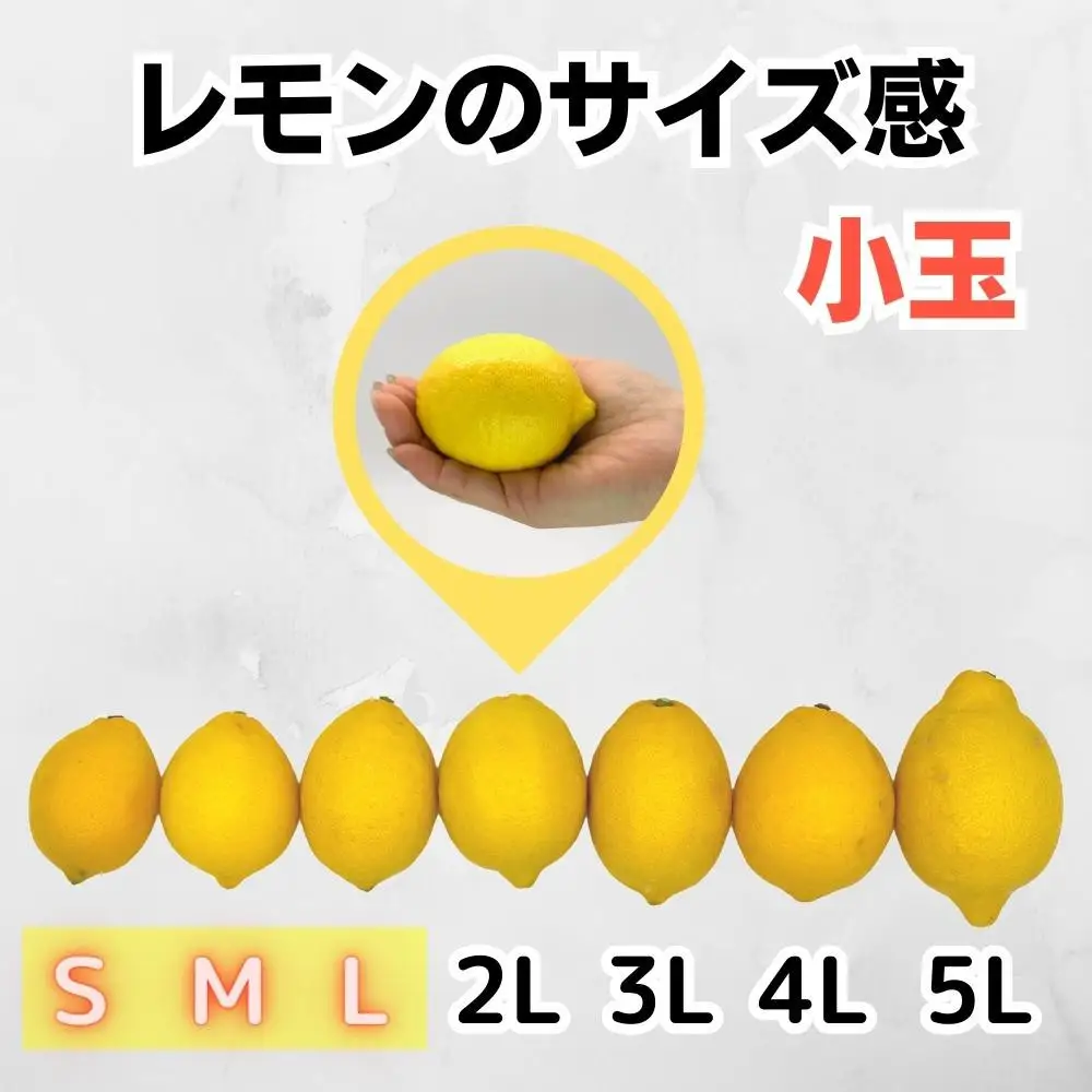 レモン 小玉 国産 箱込2.5kg(内容量約2.3kg) 秀品 S M L サイズミックス 和歌山県有田産 【みかんの会】
