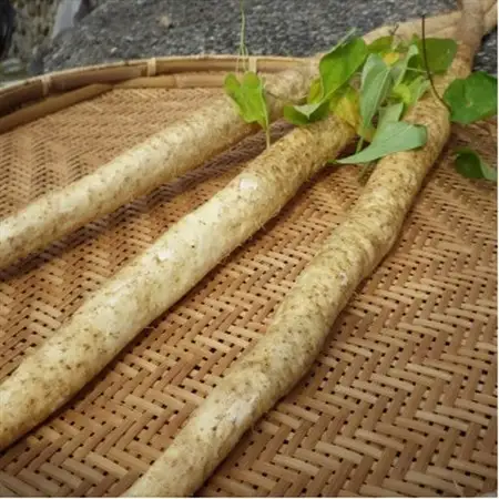 【先行予約】山薫る自然薯 一本物700g以上【配送不可地域：離島】【1475176】