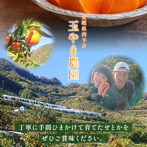 【先行予約】＜玉やま農園直送 せとか 約5kg 贈答用＞ 数量限定 期間限定 5キロ みかん ミカン 蜜柑 柑橘 フルーツ 果物 果実 くだもの 特産品 甘い ジューシー 旬 ギフト 贈り物 プレゼント 愛媛県 西予市 【常温】『2027年3月上旬～3月下旬迄に順次出荷予定』MTN0002