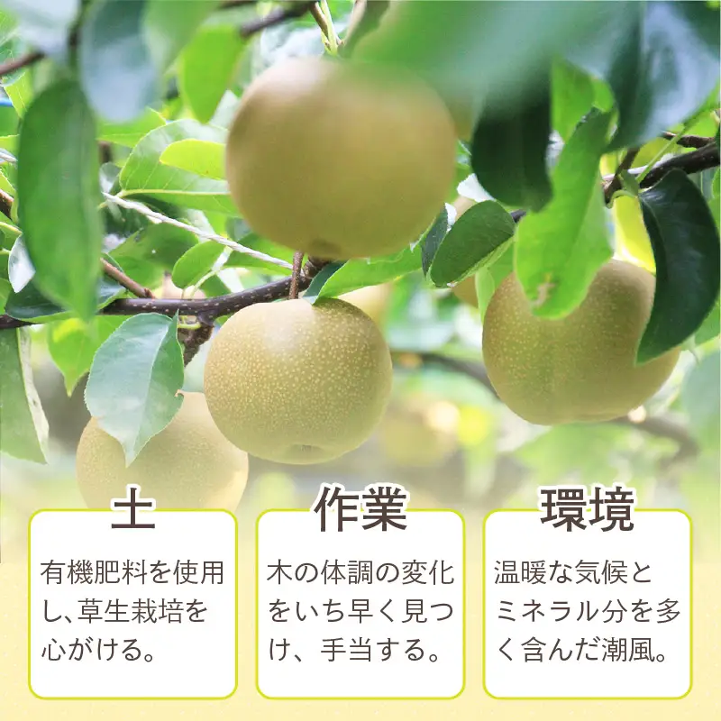 【先行予約】上野梨園の豊水梨  約3kg  4L～6L【秀品】《数量限定》梨園直送！ / 期間限定 果物 フルーツ 農家直送 シャキシャキ もぎたて 旬 お取り寄せ ※2026年9月上旬より順次発送 [aw077-a025]