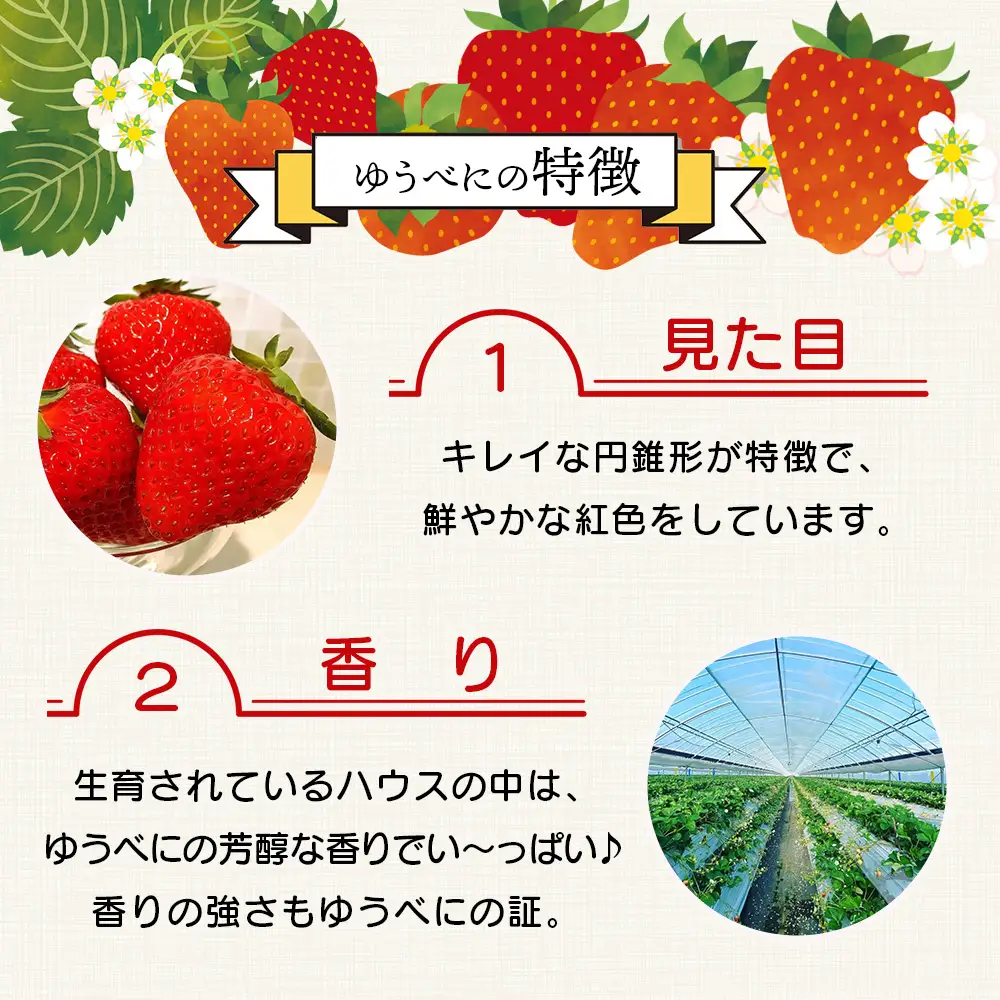 【2026年11月中旬?順次発送】熊本県産 ゆうべに 約260g×2パック 4月終了 103-0001