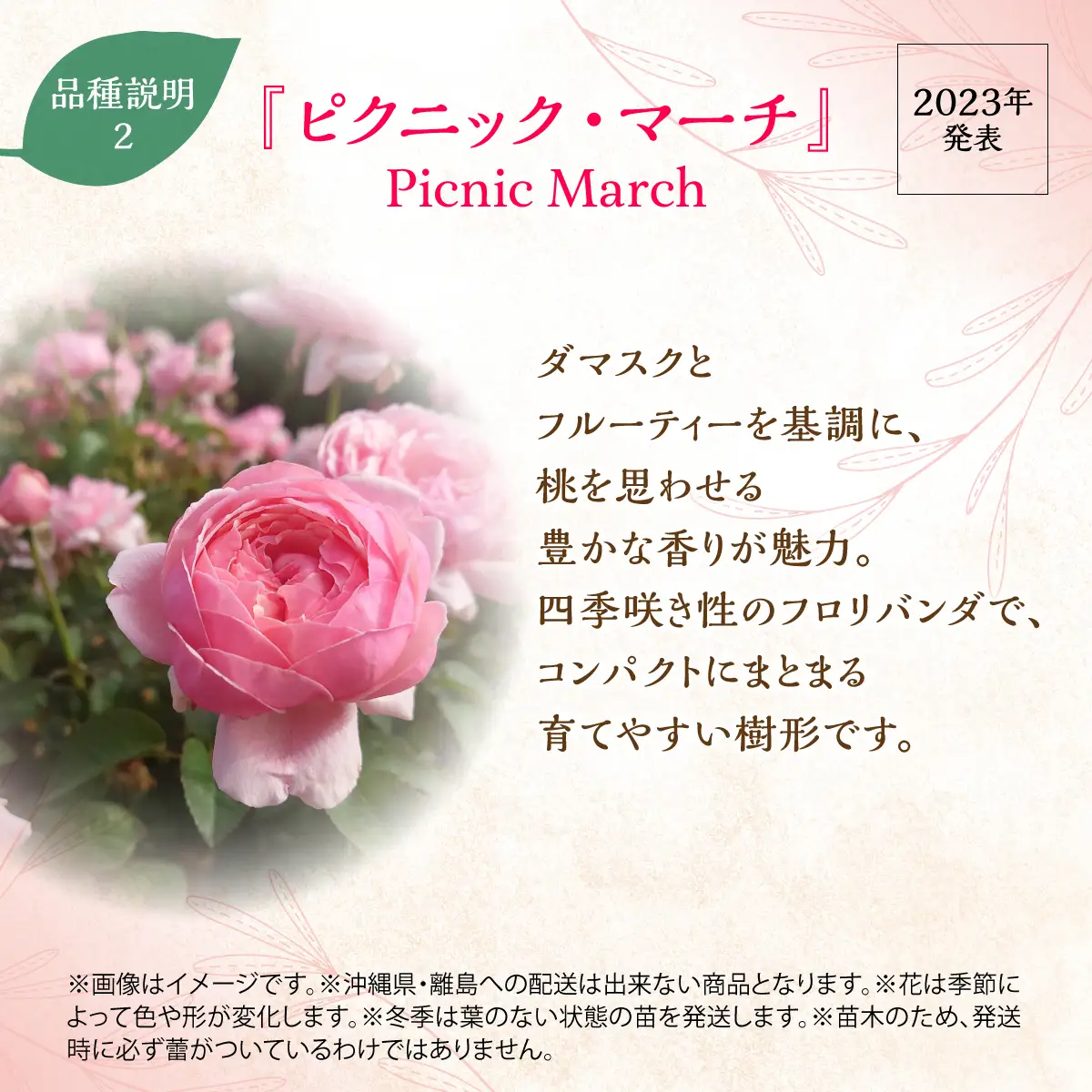 【Apple Roses】バラ苗『ピクニック・マーチ』大苗6号ポット植え  HNNH039