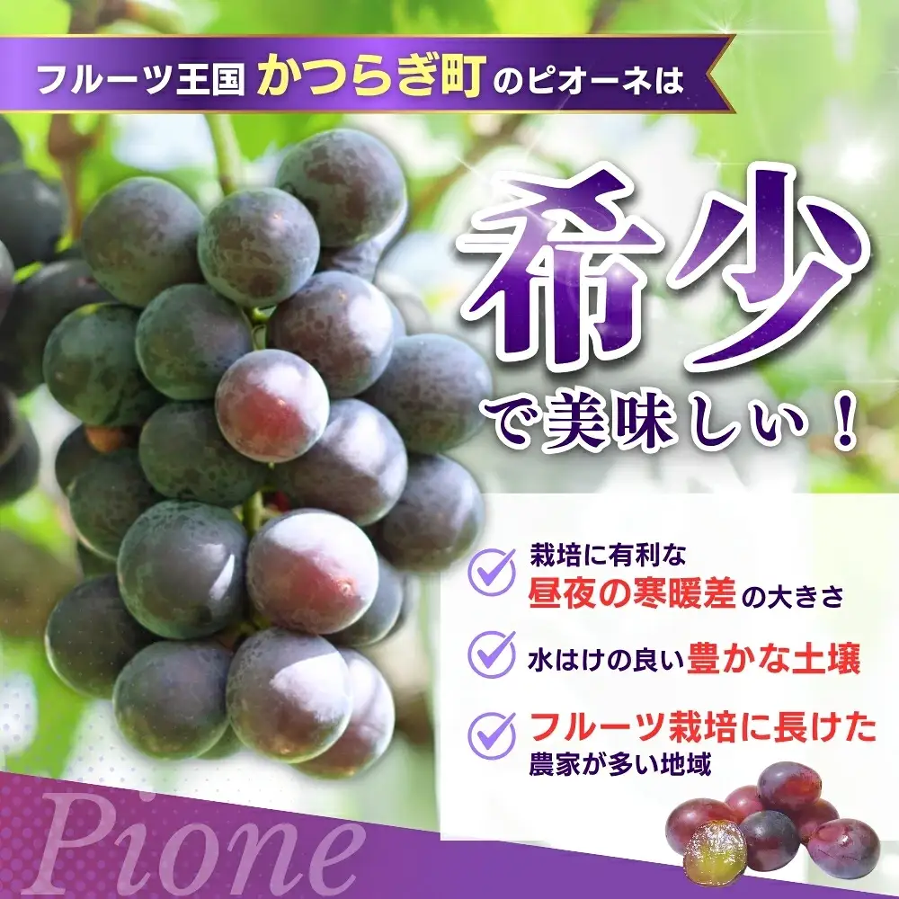 ピオーネ 種なしピオーネ 約2.8kg 【甘さとみずみずしさが自慢】【2026年8月下旬～9月中旬頃発送予定】 / ピオーネ 種なしピオーネ ぶどう 葡萄 ブドウ フルーツ 果物 くだもの 人気 産地直送 【A249-frks142】