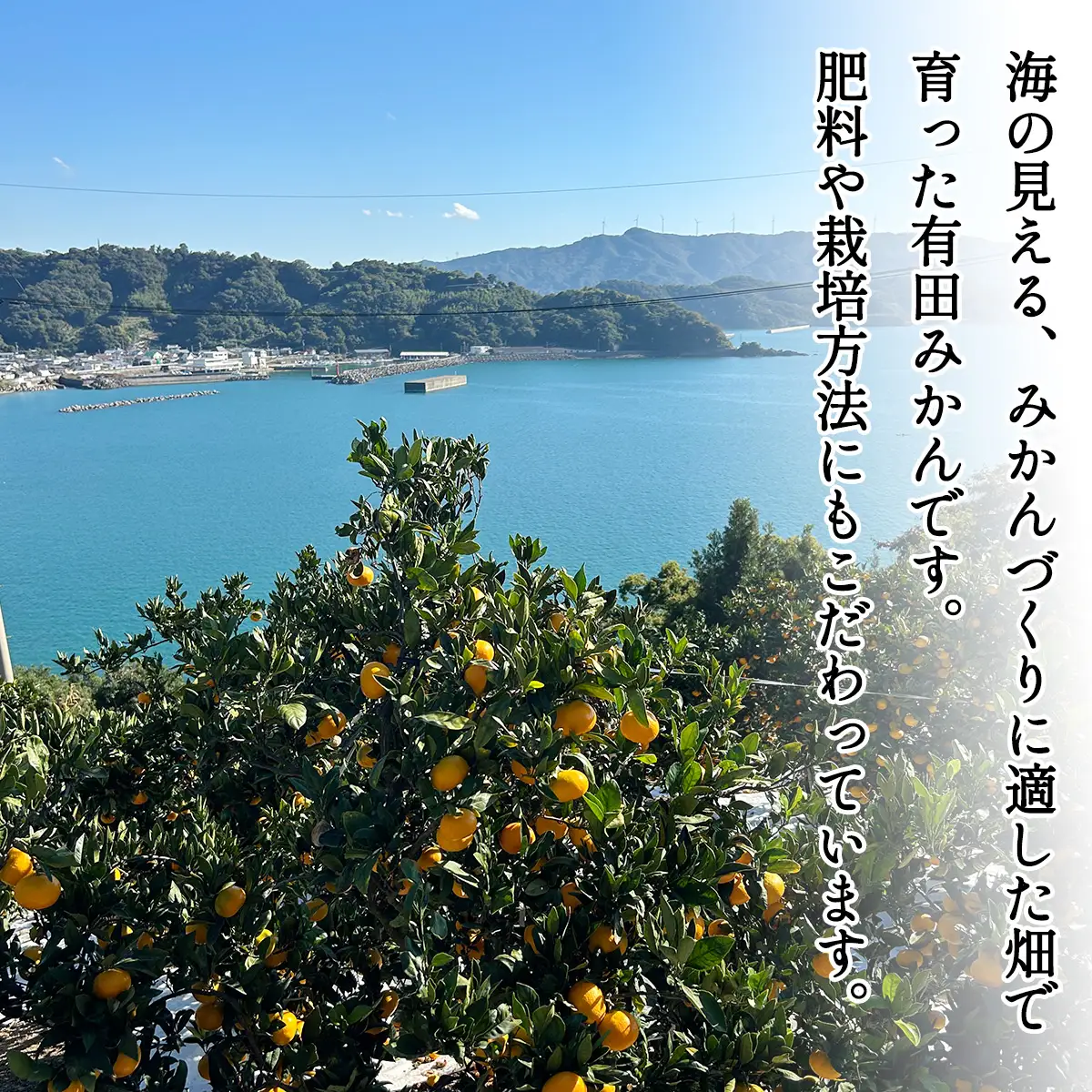 【1月発送】秀品 有田みかん 和歌山県産 S～Lサイズ 大きさお任せ 3kg / みかん フルーツ 果物 くだもの 有田みかん 蜜柑 柑橘【ktn001A-1】
