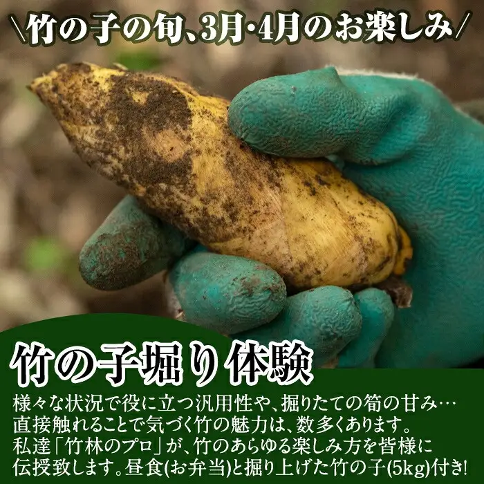 a931 ＜先行予約受付中！2027年3月中旬～4月中旬まで体験分＞竹の子堀り体験(1名様：昼食・タケノコ5kgお持ち帰り付)【夢竺山】 姶良市 たけのこ タケノコ 筍 竹の子 体験
